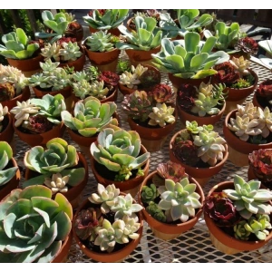 No:5 Sukulent Kaktüs Tohumu - Özgün Seçenek