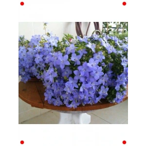 Nobelya Çan Çiçeği Tohumu