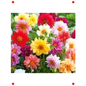 nyon Yıldız Çiçeği Tohumu