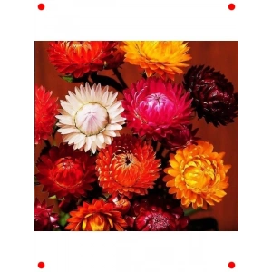 Ölmez Çiçek Karışık Renk Tohumları - 300 Adet