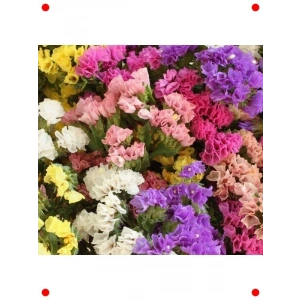 Ölümsüz Çiçeği Karışık Renkli Tohum Seti - 15 Adet