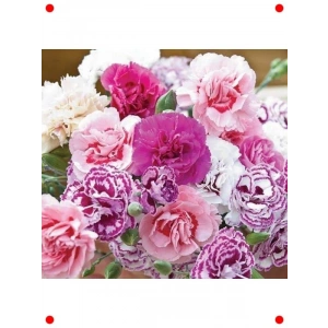 Osmanlı Karanfil Çiçeği Tohumu