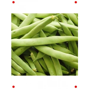 Oturak Teğmen Fasulye Tohumu - Lezzetli ve Bereketli