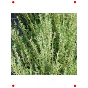 Özel Seri Kış Kekiği Tohumu