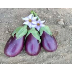 Patlıcan Adana Dolmalık Tohumu - Aksel 10 gr