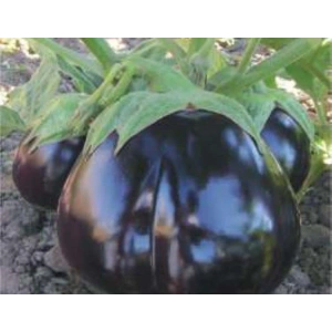 Patlıcan Topan Tohumu - Aksel 10 gr