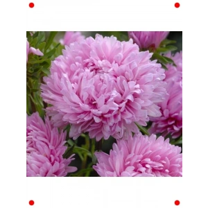 Pembe Aster Kasımpatı Tohumu (20 Adet)