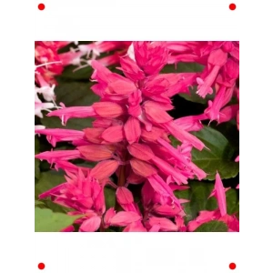 Pembe Ateş Çiçeği Salvia  Tohumu (30 Adet)