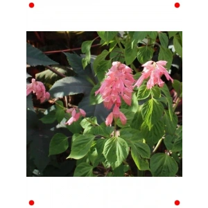 Pembe Ateş Çiçeği Tohumu (Bodur, 15 Adet)