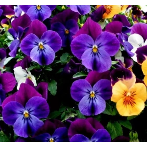 Pembe Balon Çiçeği Tohumu - 5 Adet, Çan Çiçeği