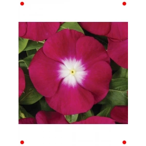 Pembe Beyaz Rozet Çiçeği Tohumu (15 Adet)