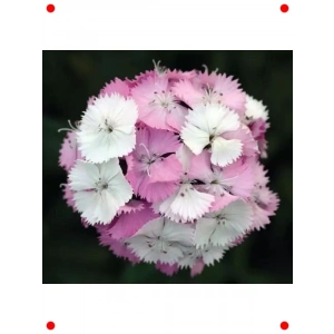 Pembe Beyaz Tek Katlı Karanfil Tohumu (5 Adet)