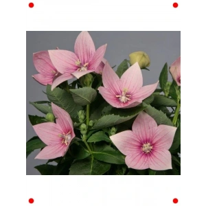 Pembe Büyük Çan Balon Çiçeği Tohumu (5 Adet)