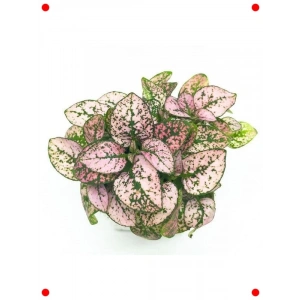 Pembe Çilli Yaprak Çiçeği F1 Tohumu (30 Adet)