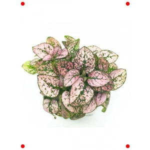 Pembe Çilli Yaprak Çiçeği  Tohumu (30 Adet)