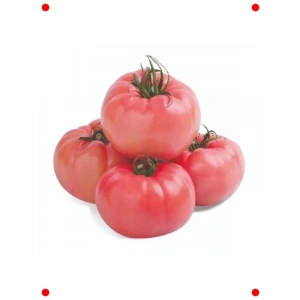 Pembe Domates Tohumu - 100 Adet - Lezzetli & Büyük