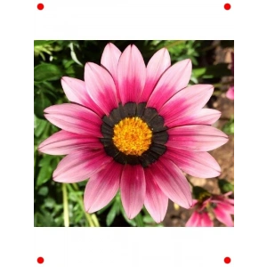 Pembe Gazanya  Hibrit Tohumu (10 Adet)