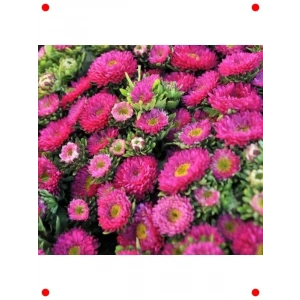 Pembe Kasımpatı Çiçeği Tohumu (Uzun Kesimlik) - 5 Adet