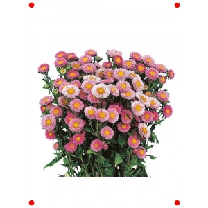 Pembe Kasımpatı  Tohumu (15 Adet)