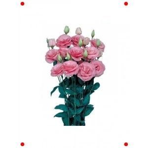 Pembe Katmerli Bodur Lisianthus Çiçeği Tohumu (5 Adet)