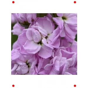 Pembe Kokulu Uzun Boylu Şebboy Çiçeği Tohumu - 10 Adet