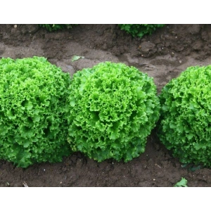 Pembe Mavi Çan Çiçeği Tohumu - 5 Adet