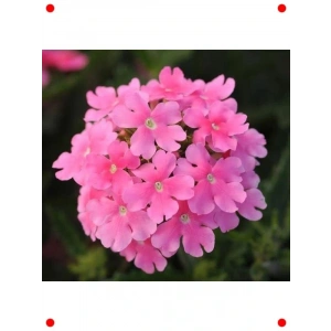 Pembe ne Çiçeği  Tohumu (20 Adet)