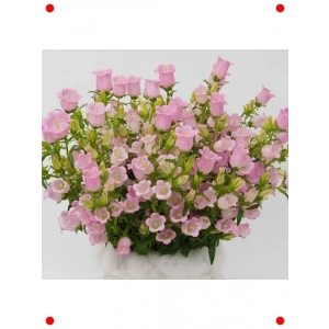 Pembe ni ş Çan Çiçeği Tohumu (5 Adet)