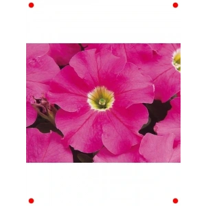 Pembe Petunya Çiçeği Tohumu (20 Adet)