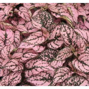 Pembe Renkli Çilli Geniş Yapraklı Hostes Çiçeği Tohumu - 5 Adet