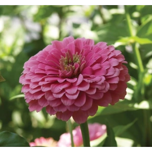 Pembe Renkli Dev Çiçekli Zinnia Tohumu - 5 Tohum