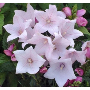 Pembe Renkli Katmerli Balon Çiçeği Tohumu - 5 Adet