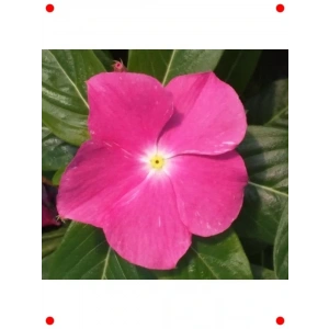 Pembe Rozet Çiçeği  Tohumu (40 Adet) - Zarif & Canlı