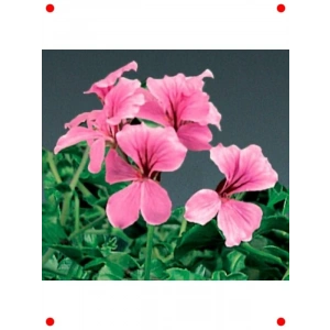 Pembe Sakız Sardunya Tohumu (3 Adet)