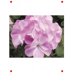 Pembe Sardunya Çiçeği Tohumu (10 Adet)