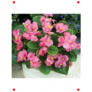 Pembe Şeker Bnya Tohumu (20 Adet)