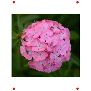 Pembe Tek Katlı Uzun Karanfil Tohumu (5 Adet)