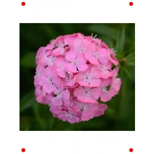 Pembe Tek Katlı Uzun Karanfil Tohumu (5 Adet)