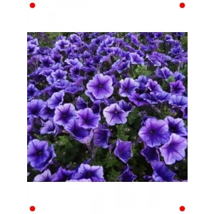 Petunya Çiçeği Tohumu (İri, Bodur)  Damarlı - 15 Adet