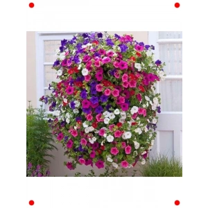 Petunya Tohumu Karışık Renkler - 80 Adet