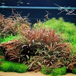 Pinnatifida Hygrophila Saksı Canlı Bitki, Akvaryum İçin