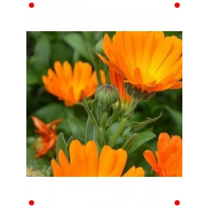 Portakal Nergisi Tohumu Karışık Renkler - 200 Adet