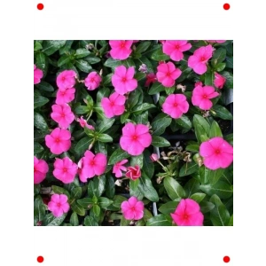 Punch Renkli Çok Çiçekli Rozet Çiçeği Tohumu - 15 Adet