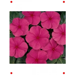 Punch Rozet Çiçeği F1 Tohumu (40 Adet)