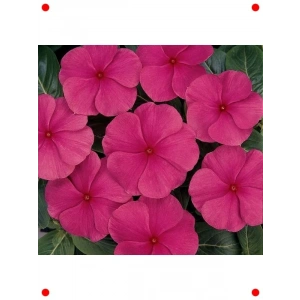 Punch Rozet Çiçeği  Tohumu (40 Adet)