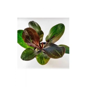 Red Pearl Echinodorus Canlı Bitki Saksısı, Akvaryum İçin