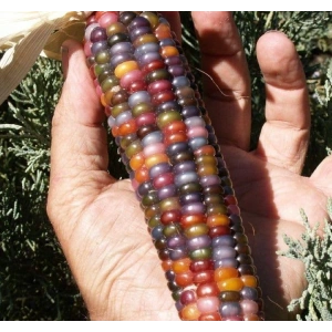 Renkli biber tohumları, 10 gram, bahçenize canlılık katacak