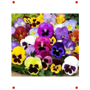 Renkli Hercai Menekşe Çiçeği Tohumu