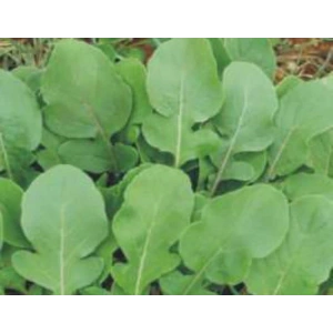 Roka tohumu, 10 gram