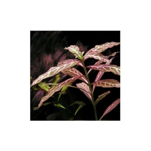 Rosanervig Hygrophila Saksı Canlı Bitki, Zeytin Renk
